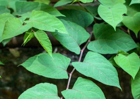 Japanese Knotweed